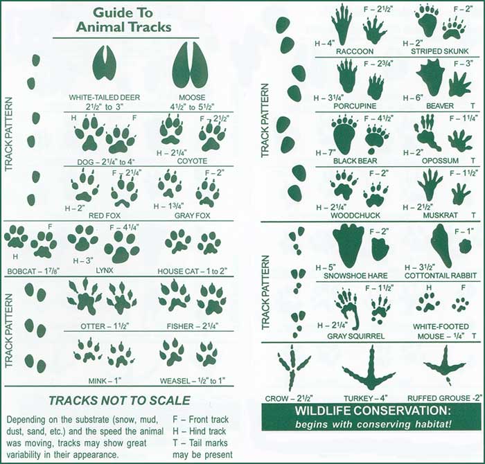 Animal Identification Chart