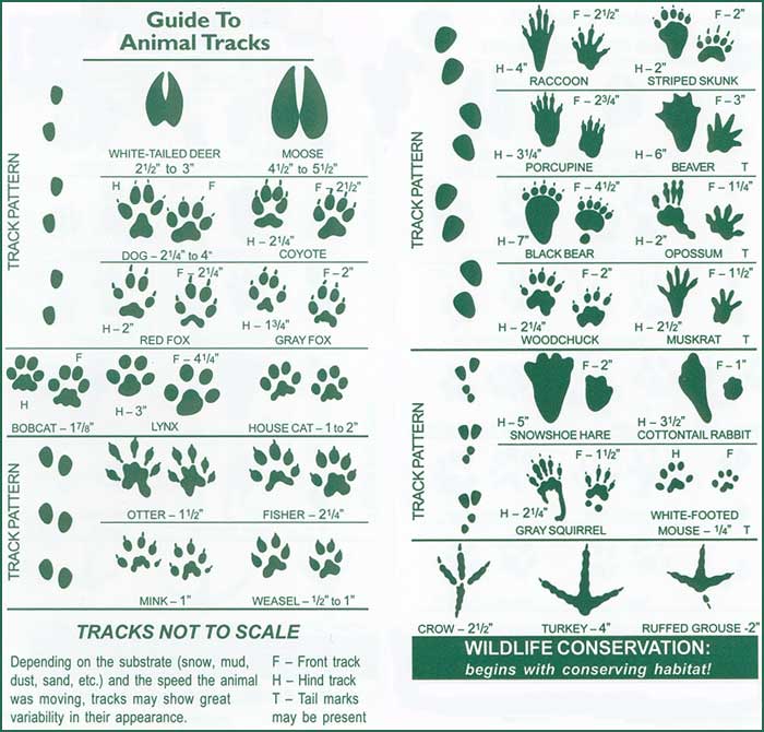 Animal Tracks Identification Chart