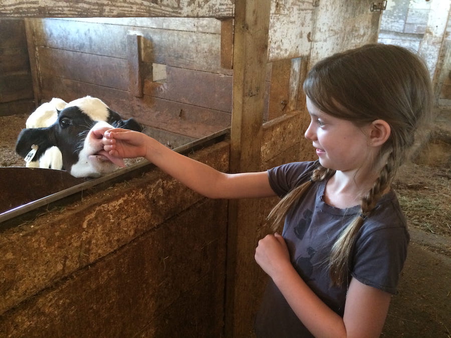 A young actor in braids introducing herself to a young calf at a dairy farm. She is greeted with a kiss.